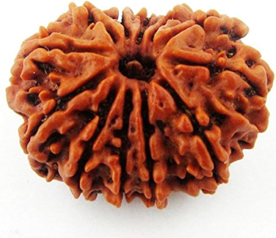 12 Mukhi Nepali Rudraksha