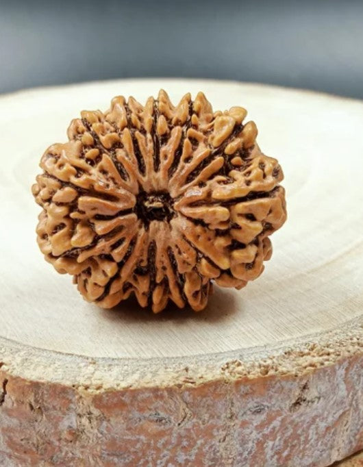 12 Mukhi Nepali Rudraksha