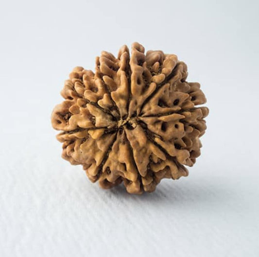 9 Mukhi Rudraksha