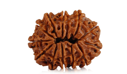12 Mukhi Nepali Rudraksha