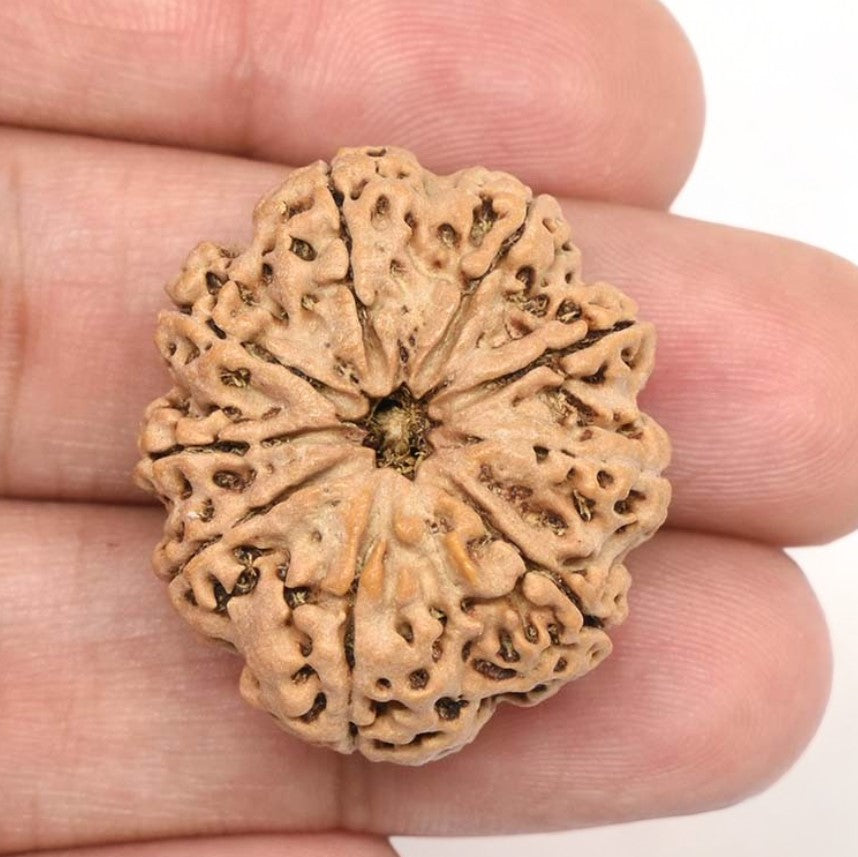 9 Mukhi Rudraksha