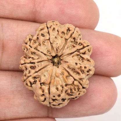 9 Mukhi Rudraksha