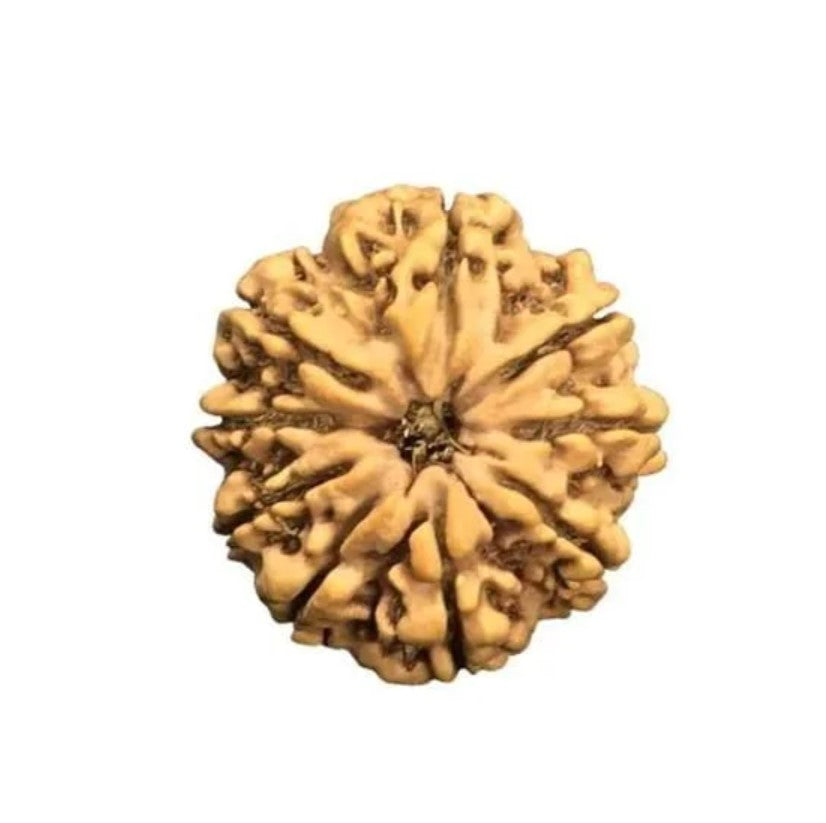 9 Mukhi Rudraksha