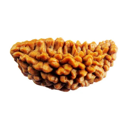1 Mukhi Rudraksha