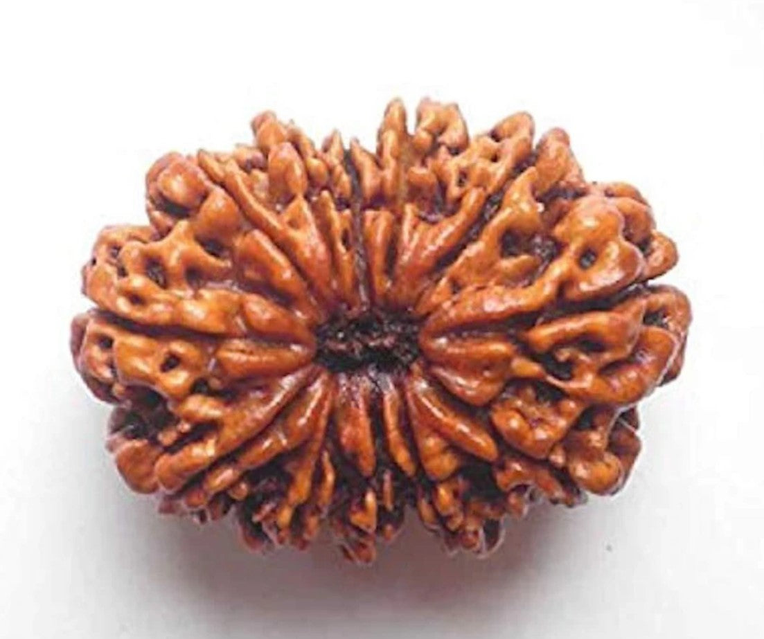 12 Mukhi Nepali Rudraksha