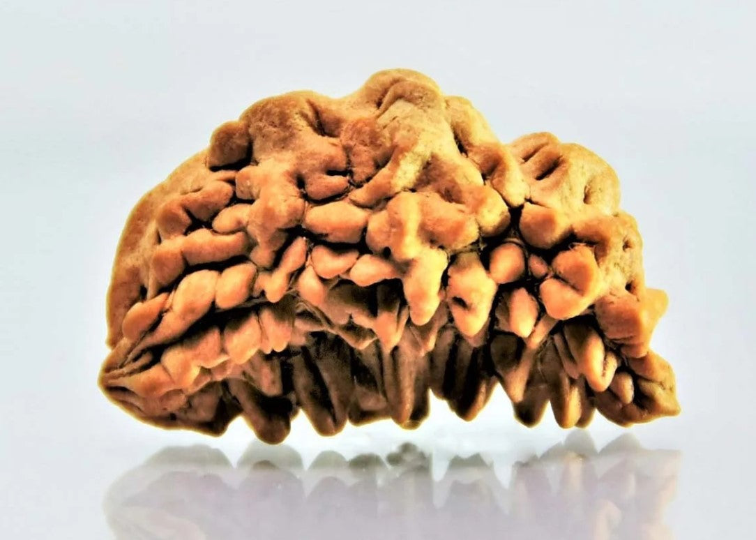 1 Mukhi Rudraksha